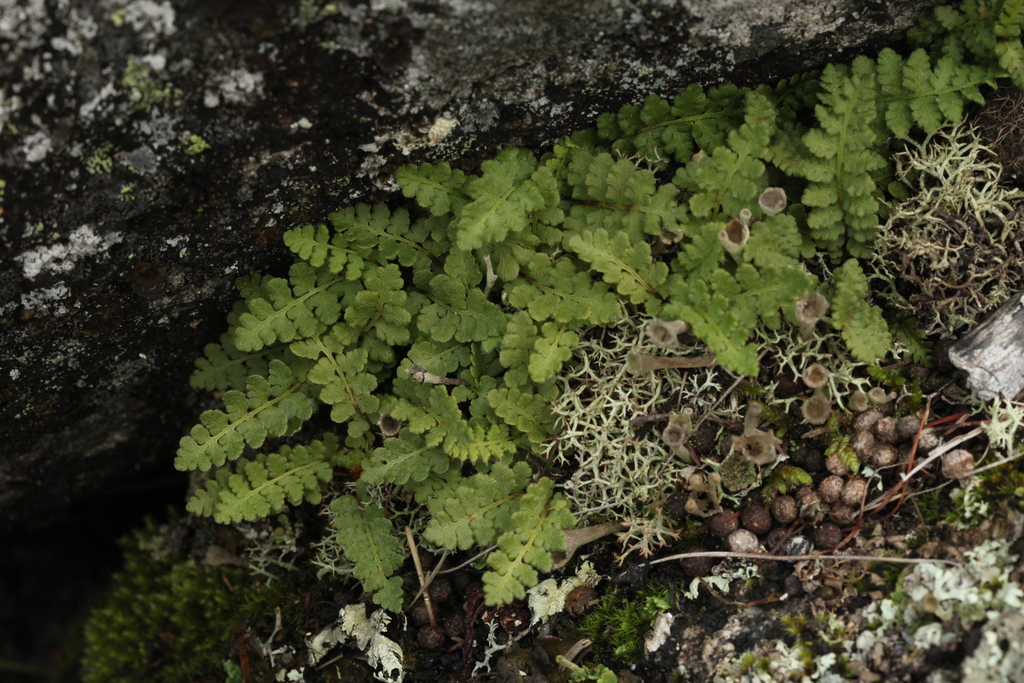 Woodsia intermedia