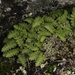 Woodsia intermedia - Photo (c) Svetlana Nesterova,  זכויות יוצרים חלקיות (CC BY-NC), הועלה על ידי Svetlana Nesterova