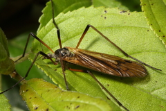 Prionolabis rufibasis