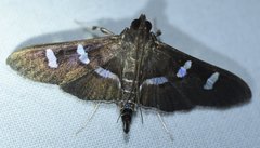 Desmia ploralis