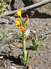 Chloraea alpina