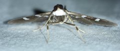 Desmia ploralis