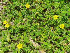 Oxalis thompsoniae