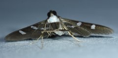 Desmia ploralis