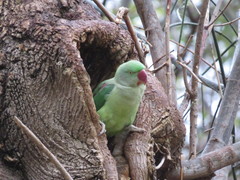 Psittacula eupatria