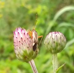 Adelphocoris reichelii