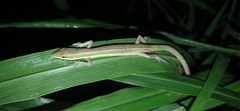 Takydromus sexlineatus