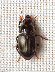 Harpalus froelichii