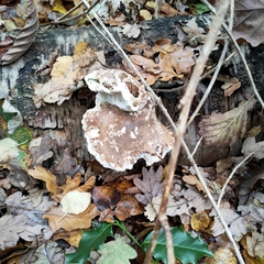 Fomitopsis betulina