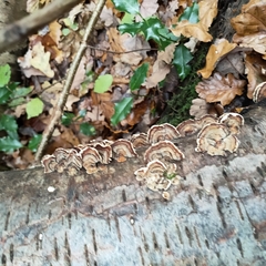 Trametes versicolor