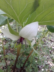Trillium rugelii