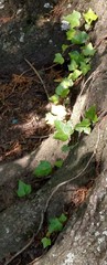 Hedera helix