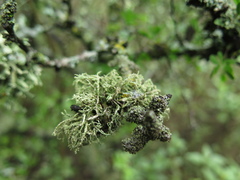 Ramalina peruviana