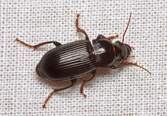 Harpalus calceatus