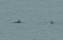 Tursiops truncatus ponticus