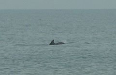 Tursiops truncatus ponticus