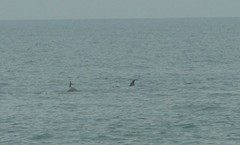 Tursiops truncatus ponticus