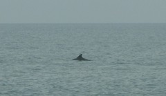 Tursiops truncatus ponticus
