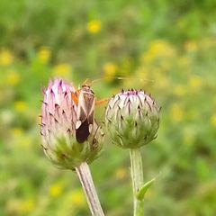 Adelphocoris reichelii