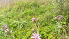 Adelphocoris reichelii