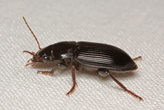 Harpalus calceatus