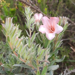 Lobostemon curvifolius
