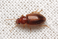 Bradycellus verbasci