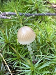 Mycena griseoviridis