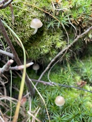 Mycena griseoviridis