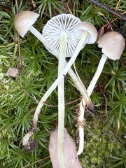 Mycena griseoviridis