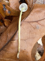 Mycena griseoviridis