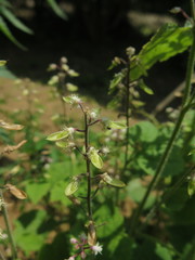 Tiarella polyphylla