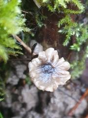 Arrhenia rickenii