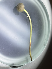 Mycena griseoviridis