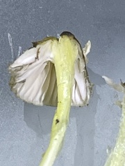 Mycena griseoviridis