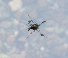 Metrocoris lituratus