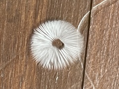 Mycena griseoviridis
