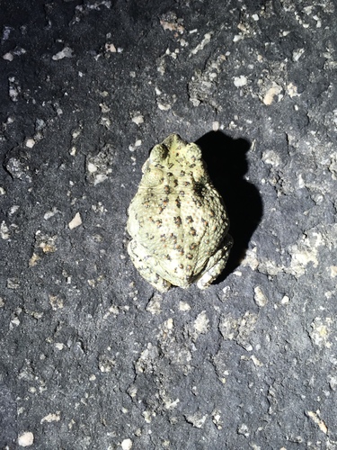 iNaturalist observation photo of Red-spotted Toad