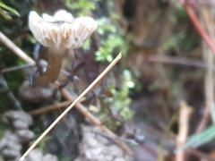 Arrhenia rickenii