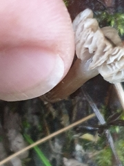 Arrhenia rickenii