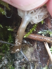 Arrhenia rickenii