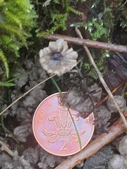 Arrhenia rickenii