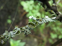 Punctelia graminicola