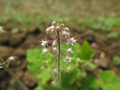Tiarella polyphylla