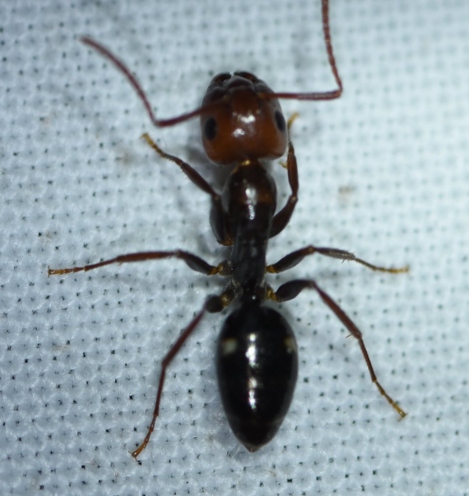 Myrmosphincta