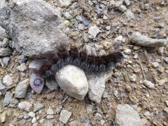 Macrothylacia digramma