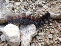 Macrothylacia digramma