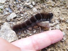 Macrothylacia digramma