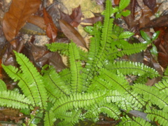 Adiantum tuomistoanum