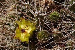 Maihueniopsis camachoi
